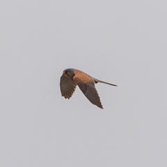 Falco tinnunculus