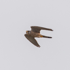 Falco tinnunculus