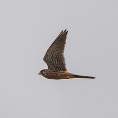 Falco tinnunculus