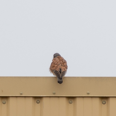 Falco tinnunculus