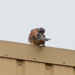Falco tinnunculus