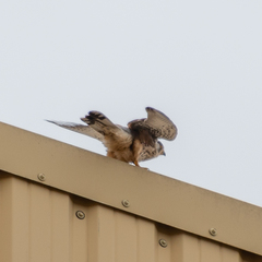 Falco tinnunculus