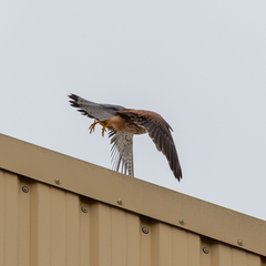 Falco tinnunculus