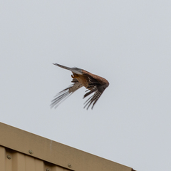 Falco tinnunculus