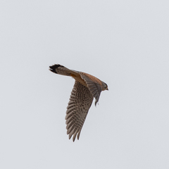 Falco tinnunculus