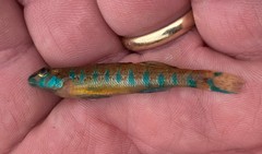 Etheostoma stigmaeum