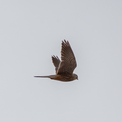 Falco tinnunculus