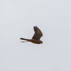 Falco tinnunculus