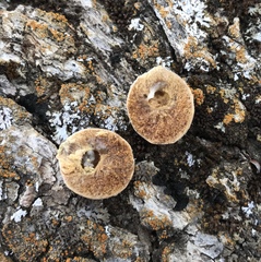 Disholcaspis canescens