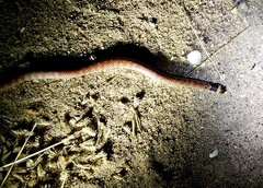 Brachyurophis australis