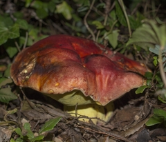 Butyriboletus loyo
