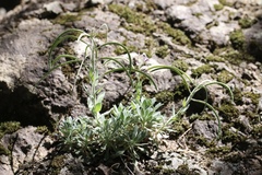 Boechera breweri breweri