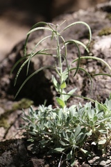 Boechera breweri breweri