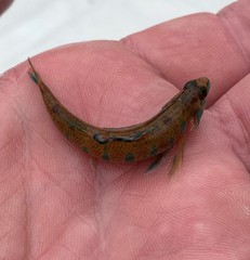 Etheostoma stigmaeum