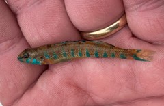 Etheostoma stigmaeum