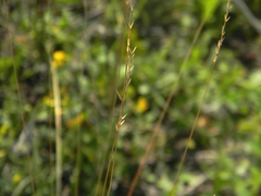 Festuca valesiaca