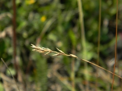 Festuca valesiaca