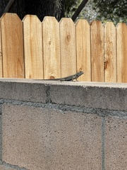 Sceloporus occidentalis