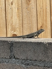 Sceloporus occidentalis
