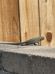 Sceloporus occidentalis