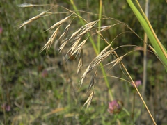 Bromus riparius