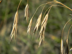 Bromus riparius