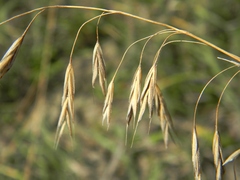 Bromus riparius