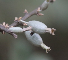 Elaeagnus conferta