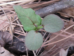 Persicaria senticosa