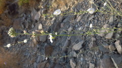 Convolvulus prostratus