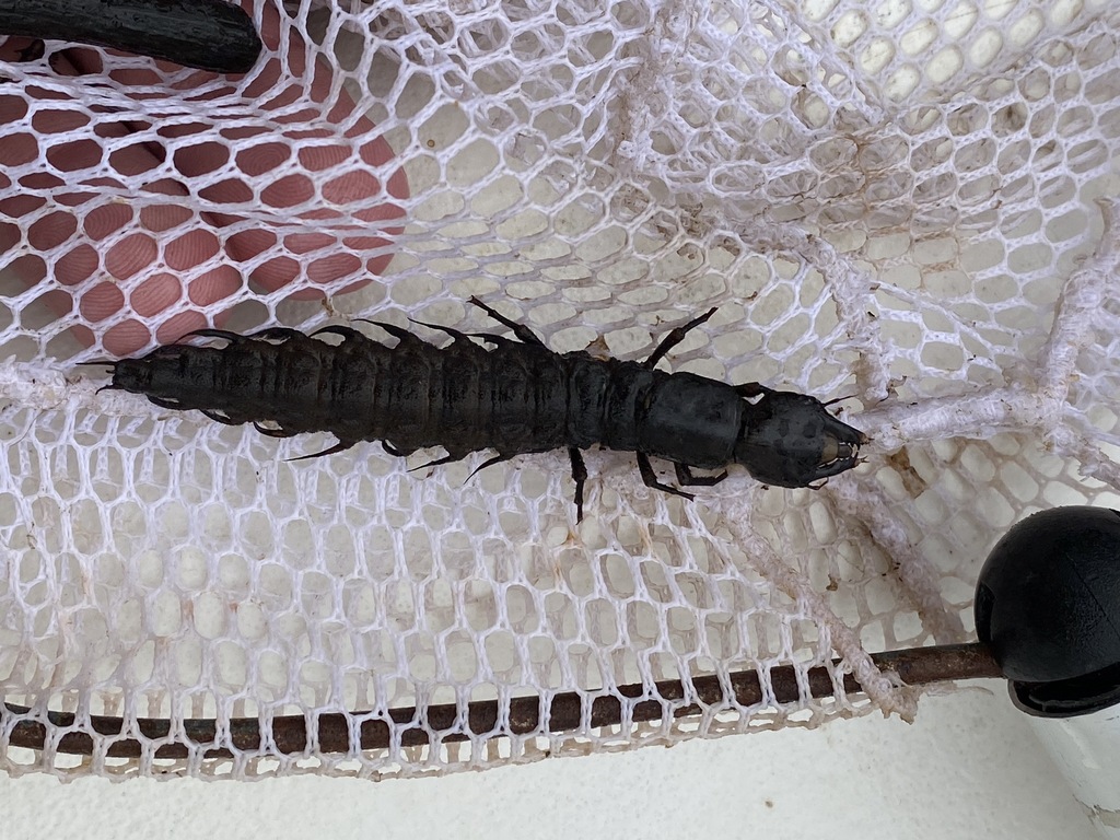 Eastern Dobsonfly from Hillabee Creek, St. Hwy 22, Tallapoosa County ...