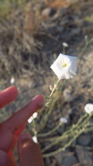 Convolvulus prostratus