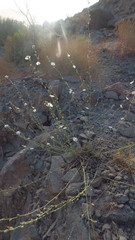 Convolvulus prostratus