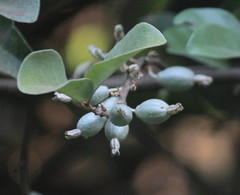 Elaeagnus conferta