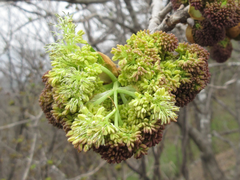 Fraxinus chinensis