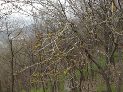 Fraxinus chinensis