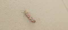 Utetheisa pulchella