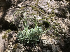 Boechera breweri breweri