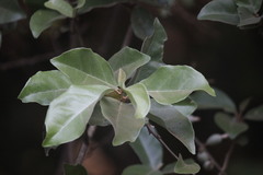Elaeagnus conferta