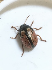 Calligrapha spiraeae