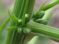 Asparagus schoberioides