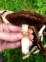 Agaricus