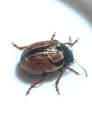 Calligrapha spiraeae