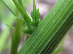 Asparagus schoberioides
