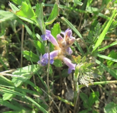 Phelipanche nana