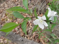 Deutzia uniflora