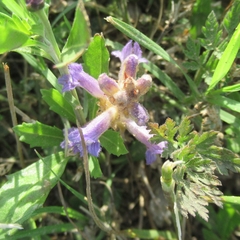 Phelipanche nana