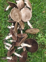 Agaricus