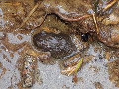 Pristimantis curtipes