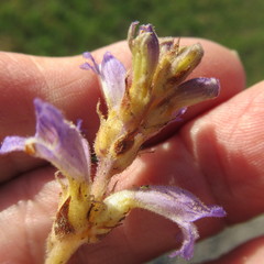 Phelipanche nana